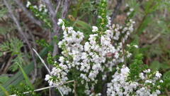 Erica paniculata