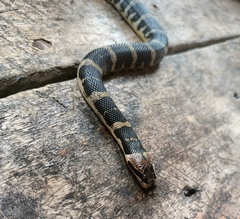 Homalopsis buccata