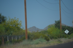 Parkinsonia