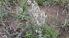 Erica paniculata