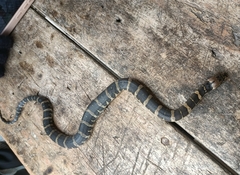Homalopsis buccata
