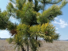 Pinus sylvestris