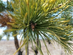 Pinus sylvestris