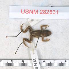 Pastaza Rocket Frog photo 2
