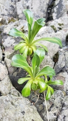 Draba grandis
