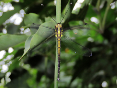 Suphalomitus formosanus