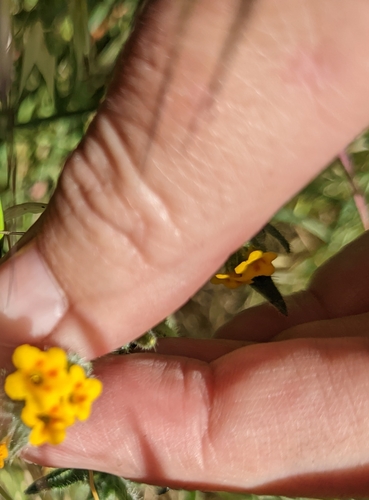 iNaturalist observation photo of Common Fiddleneck