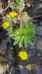 Draba grandis