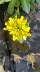 Draba grandis