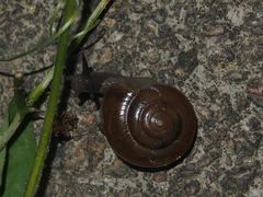 Macrochlamys nitidissima