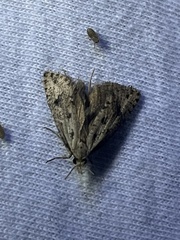 Acrolophus mortipennella