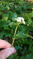 Parthenium auriculatum