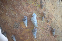 Cerithidea decollata
