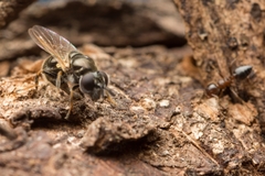 Crematogaster matsumurai