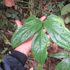 Anthurium clavigerum