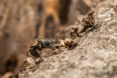 Crematogaster matsumurai