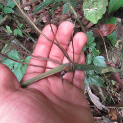 Anthurium clavigerum