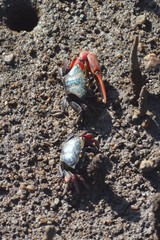 Paraleptuca chlorophthalmus