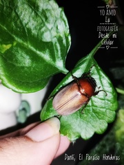 Cyclocephala melanocephala