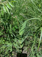 Asclepias meadii