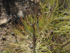 Euryops tenuissimus