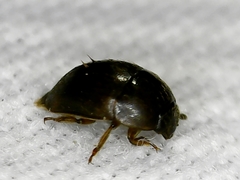 Amphicrossus ciliatus