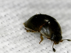 Amphicrossus ciliatus