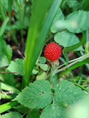 Rubus hirsutus
