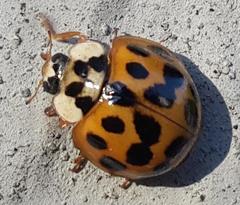 Harmonia axyridis