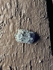 Flataloides scabrosus