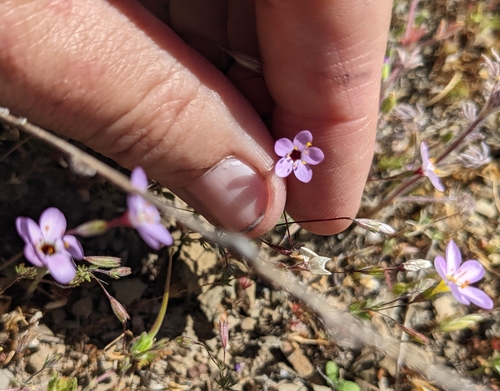 iNaturalist observation photo of Serpentine Leptosiphon