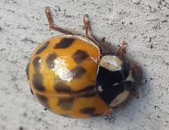 Harmonia axyridis