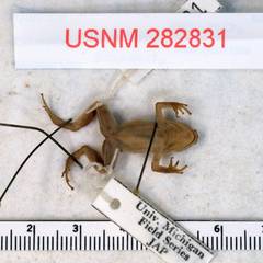 Pastaza Rocket Frog photo 3