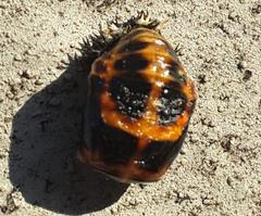 Harmonia axyridis