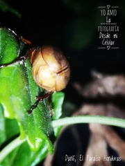 Cyclocephala melanocephala