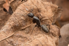 Camponotus atrox
