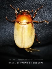 Cyclocephala melanocephala