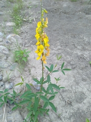 Crotalaria trichotoma