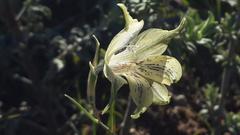 Gladiolus recurvus