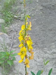 Crotalaria trichotoma