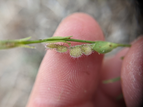 Image of Zornia bracteata by (c) Cleveland Powell, some rights reserved (CC BY)