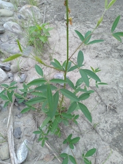 Crotalaria trichotoma