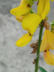 Crotalaria trichotoma