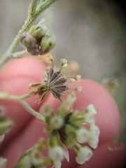 Hymenopappus carrizoanus