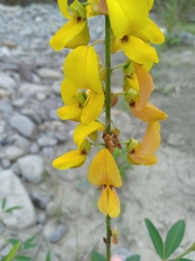 Crotalaria trichotoma