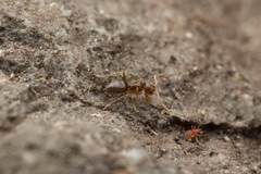 Paraparatrechina sakurae