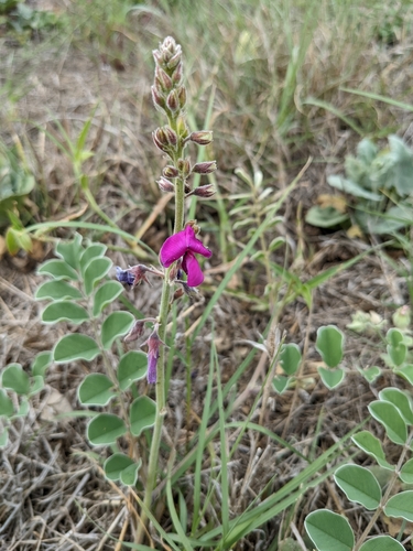 Image of Tephrosia lindheimeri by (c) Cleveland Powell, some rights reserved (CC BY)
