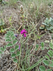 Tephrosia lindheimeri