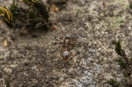 吴氏切胸蚁Temnothorax wui