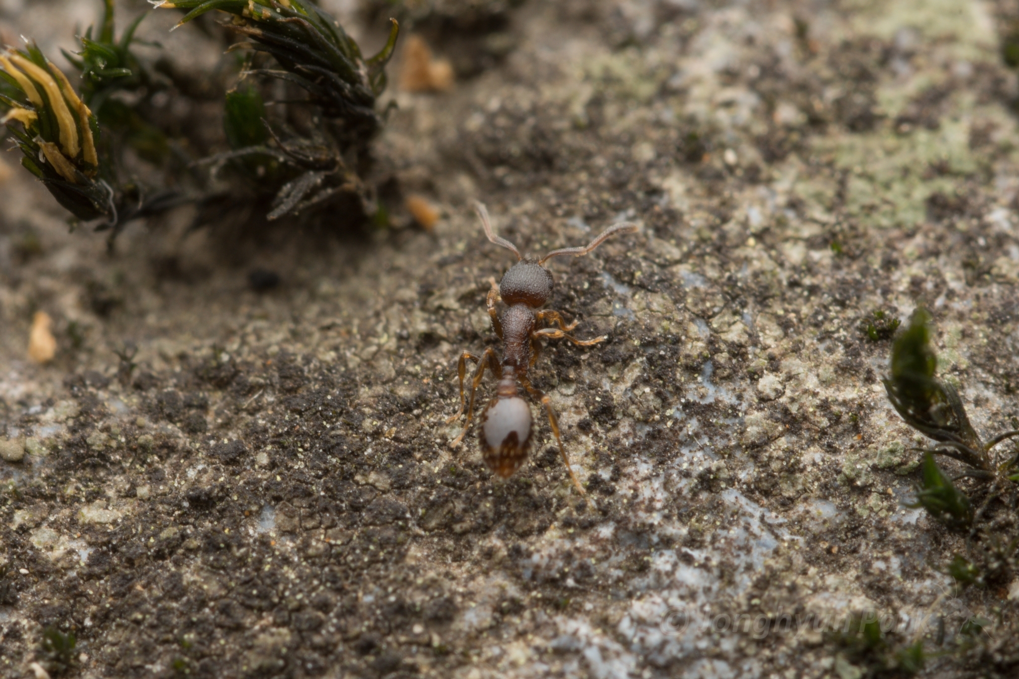 Temnothorax wui